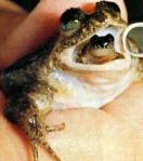 on-estime-que-l-espece-des-grenouilles-plates-a-incubation-gastrique-s-est-eteinte-en-2001-a-cause-de-la-deforestation_10266_w460